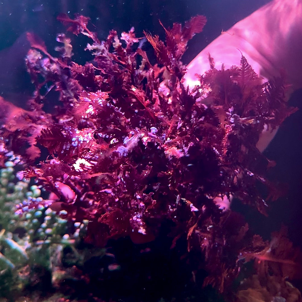 Red Fern Macroalgae