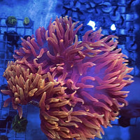 Ultra Red Long Tentacle Anemone (5-7”)
