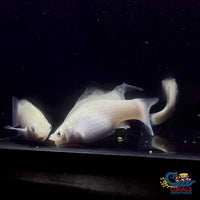 Saltwater Silver Lyretail Molly
