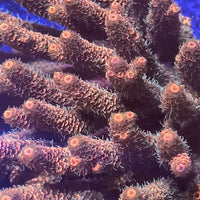 Orange Tip Green Rainbow Acropora (1" Frag)
