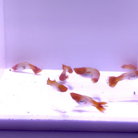 Saltwater Red Koi Guppy
