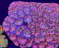 Rainbow Pink CandyLand Acans (2-3 Polyps)

