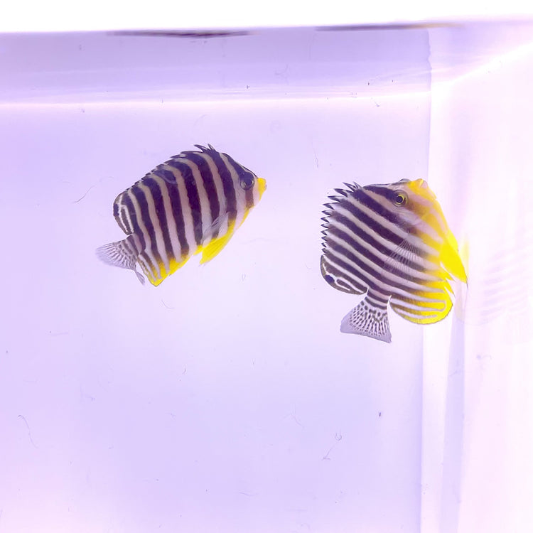 Barred Angelfish (Paracentropyge multifasciata)