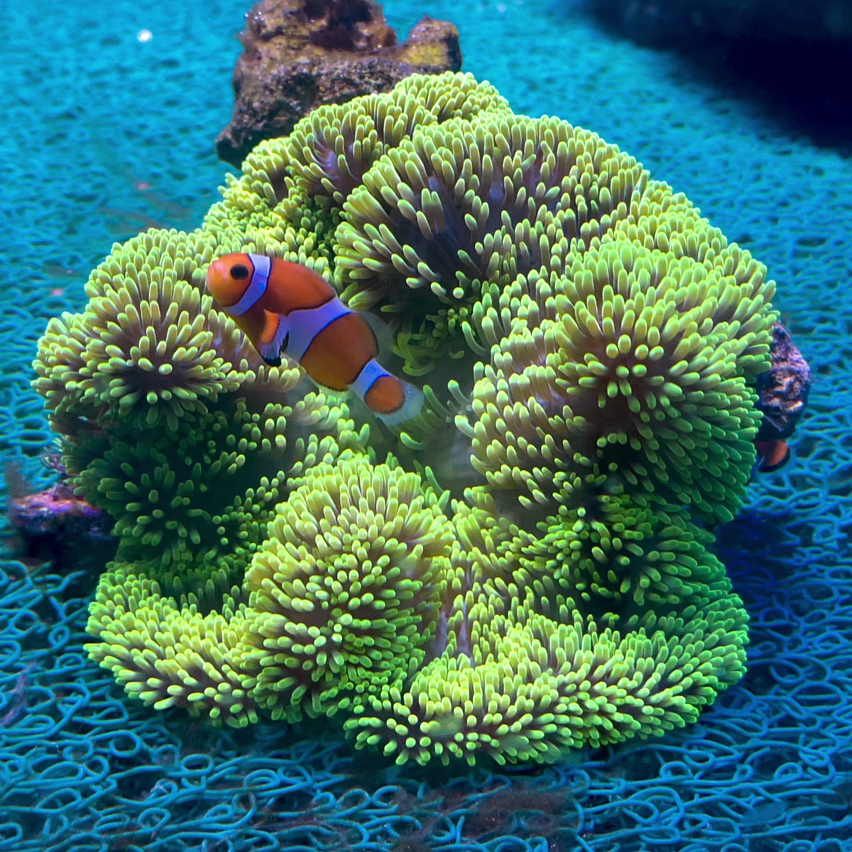 Neon Green Gigantea Carpet Anemone | Corals Anonymous