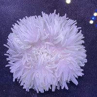Blue Tip White Sebae Anemone (3-7”)
