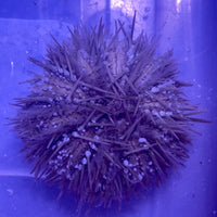 Pincushion Sea Urchin
