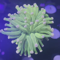 Pink Tip Neon Green Torch (Single Polyp)
