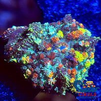Ca Skittle Bounce Rhodactis Mushroom Rhodactis