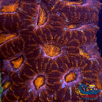 Darth Maul Acans (2-3 Polyps) Acans
