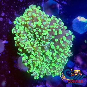 Toxic Splatter Frogspawn Frogspawn