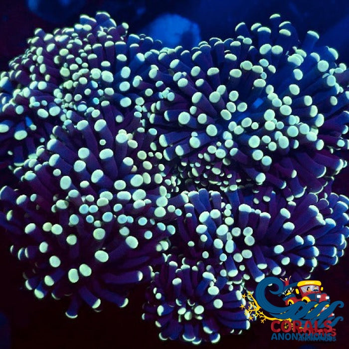 Yellow Tip Purple Torch Torch