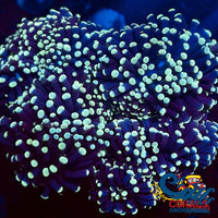 Yellow Tip Purple Torch Torch
