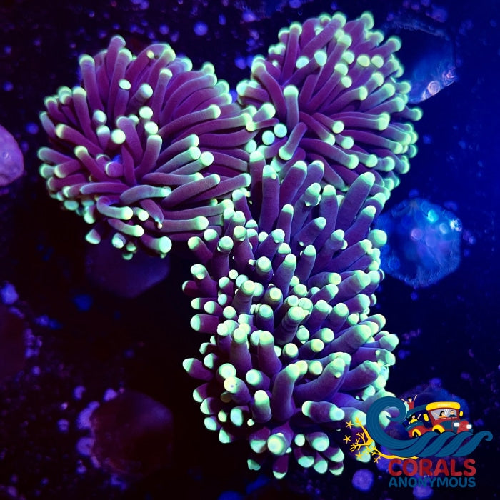Teal Tip Purple Torch Torch