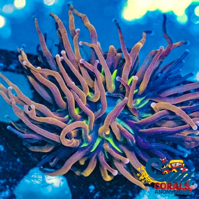 Ultra Cotton Candy Knicks Indo Gold Torch