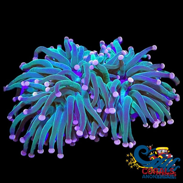 Ultra Pink Tip Green Torch | Corals Anonymous