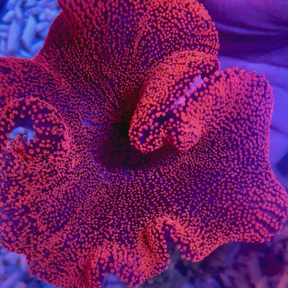 Haddoni Giant Ruby Red-Pink Carpet Anemone