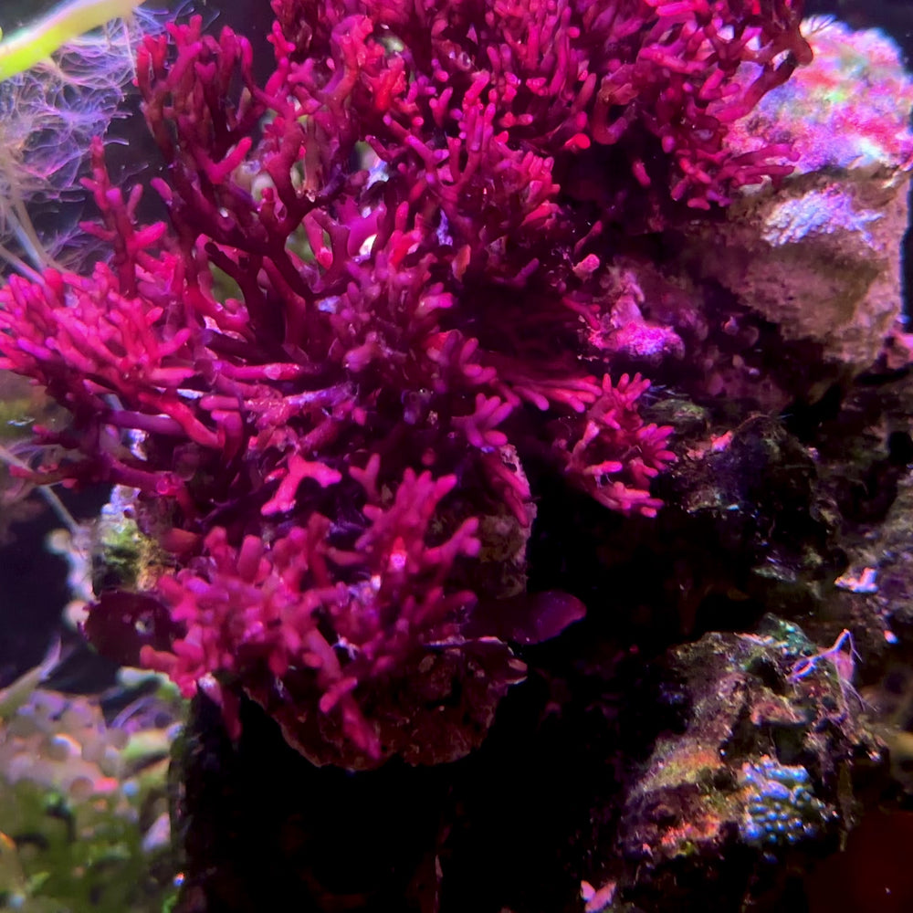 Scarlet Seaweed Macroalgae