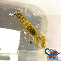 Pistol Shrimp Shrimp
