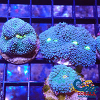 Teal Blue Multicolored Florida Ricordea Mushroom Ricordea
