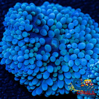 Teal Blue Multicolored Florida Ricordea Mushroom Ricordea