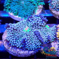 Teal Blue Multicolored Florida Ricordea Mushroom Ricordea
