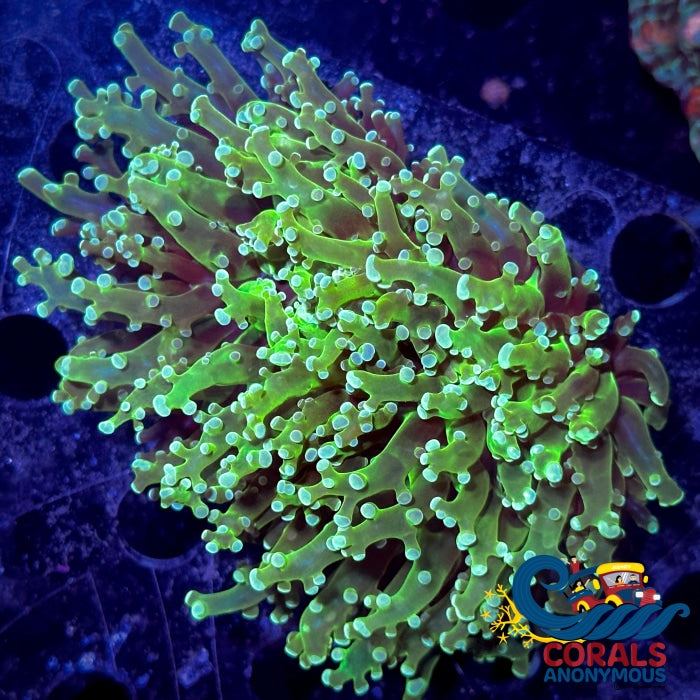 Teal-Tipped Neon Green Frogspawn Frogspawn