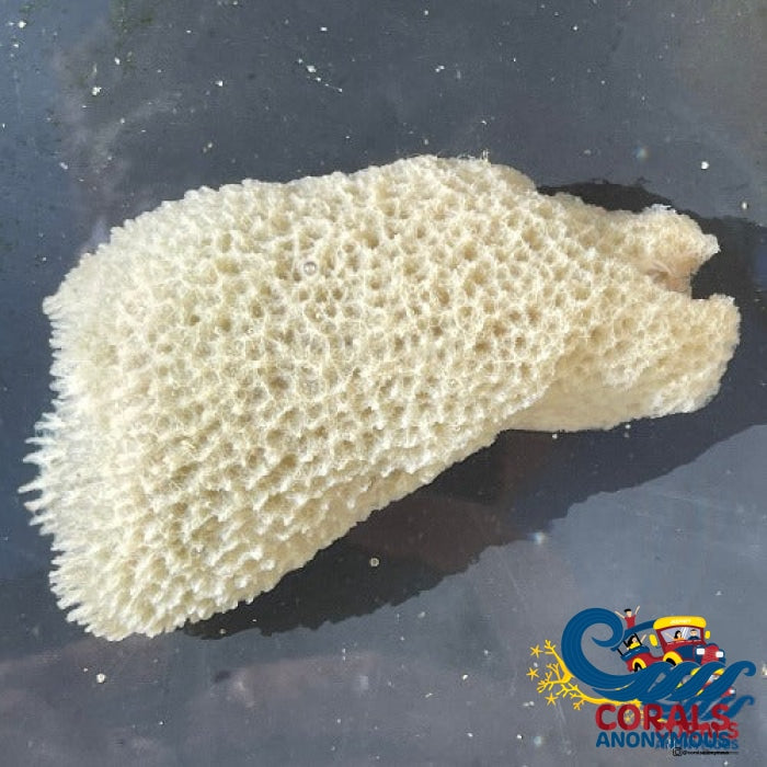 Tube Sponge (4-5) Sponge