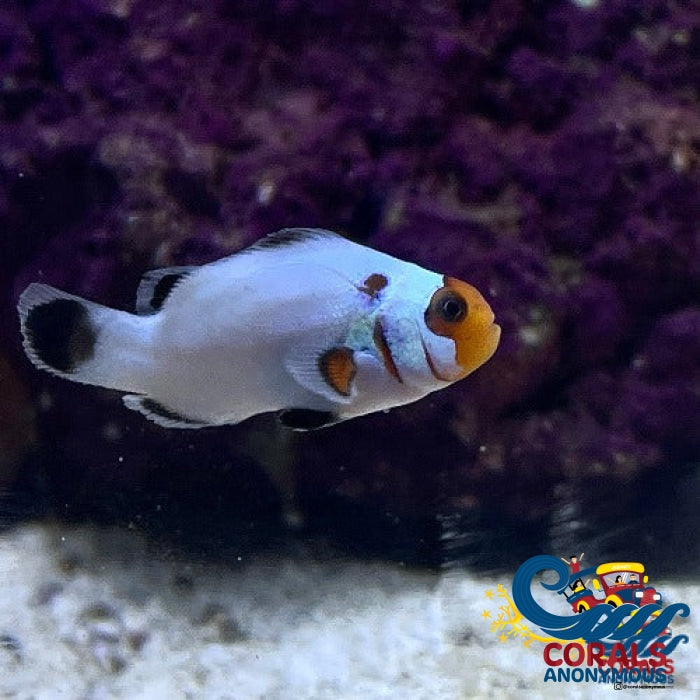 Wyoming White Clownfish (Aquacultured) Fish
