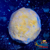 Yellow Ball Sponge Colony Sponge